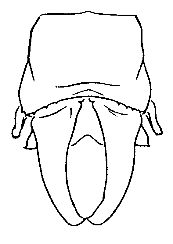 couplet drawing