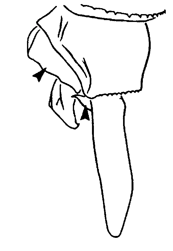 couplet drawing