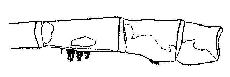 couplet drawing