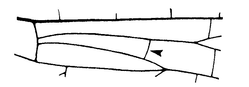 couplet drawing