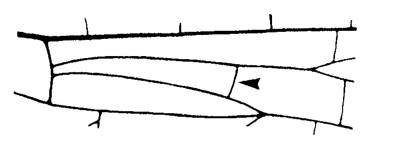 couplet drawing