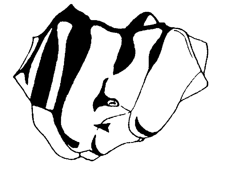couplet drawing