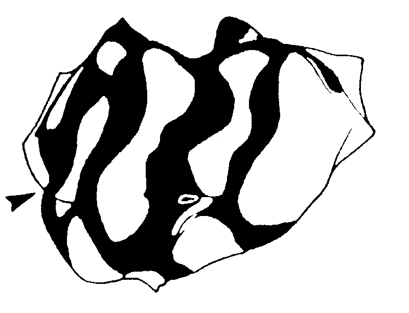couplet drawing