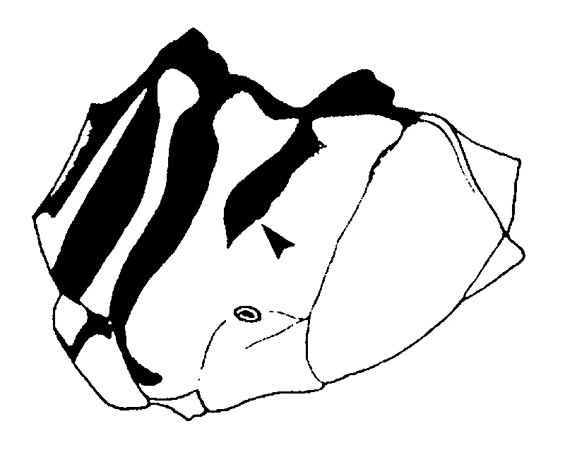couplet drawing