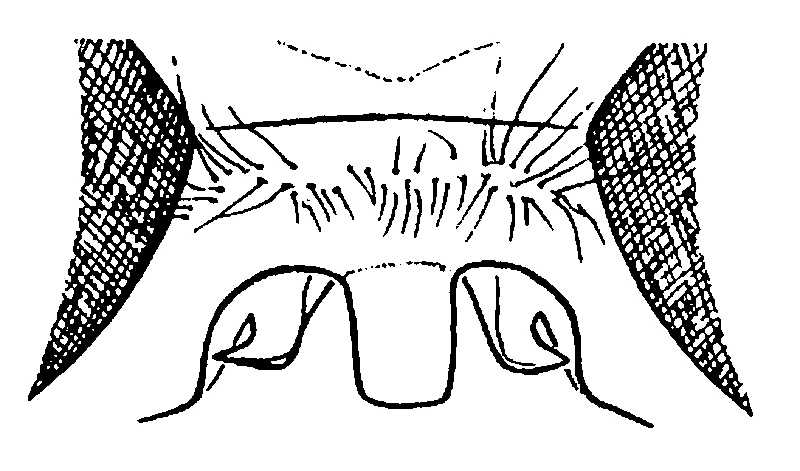couplet drawing