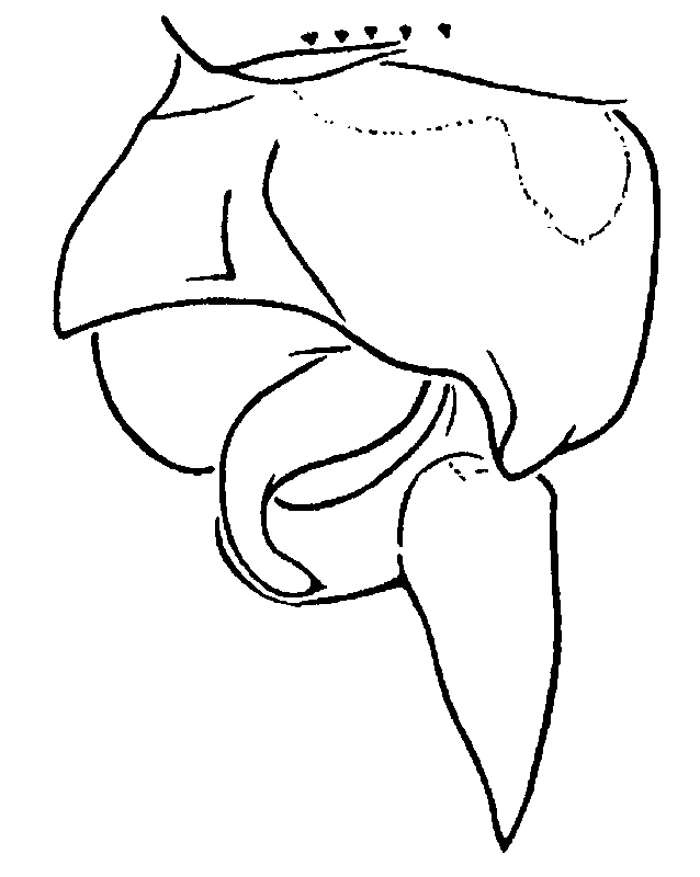 couplet drawing