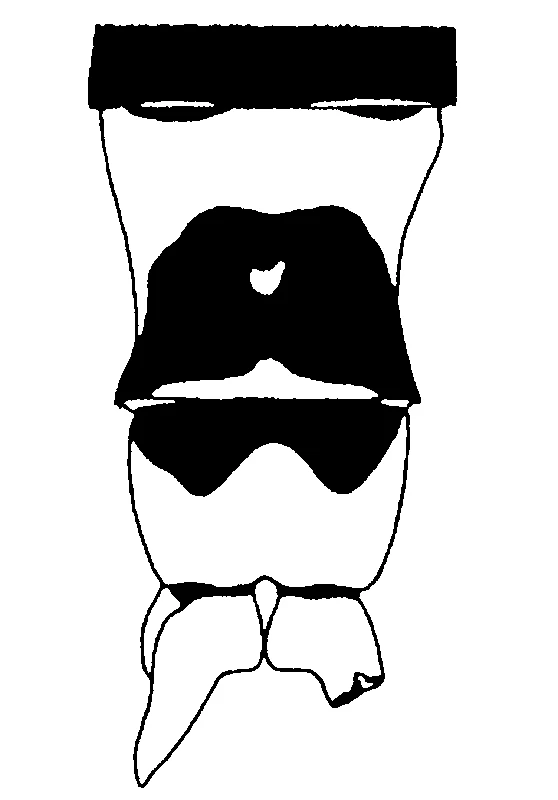 couplet drawing