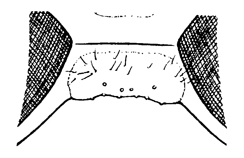 couplet drawing