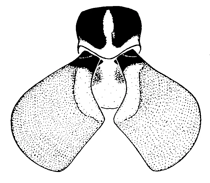 couplet drawing