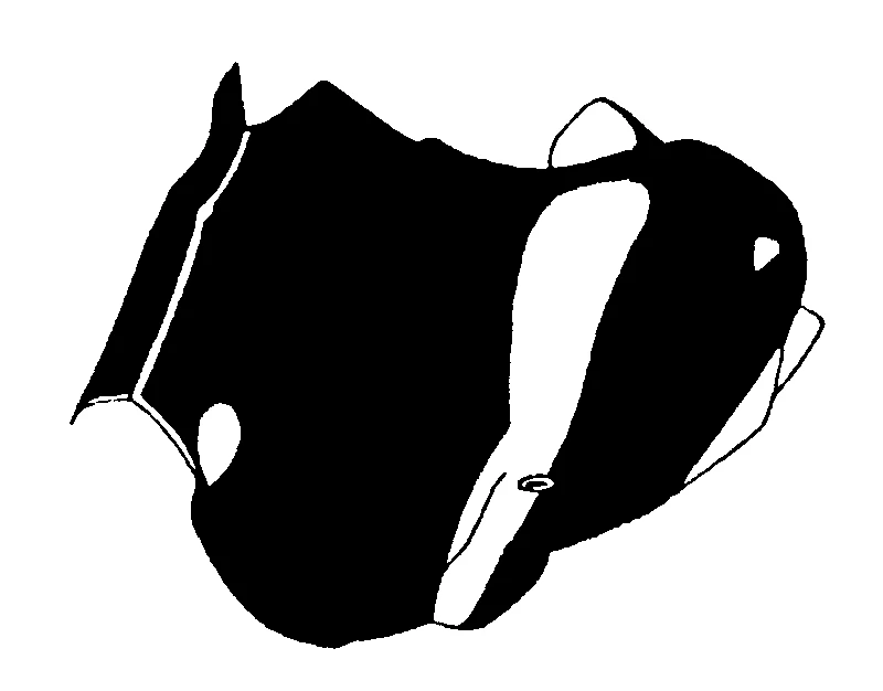 couplet drawing