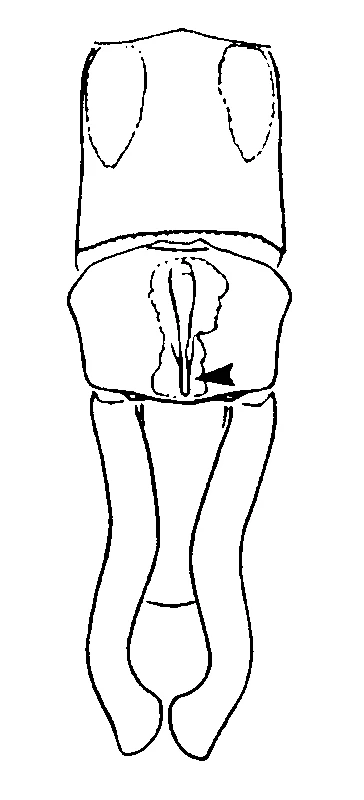 couplet drawing