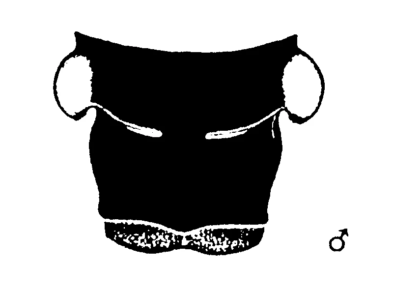couplet drawing