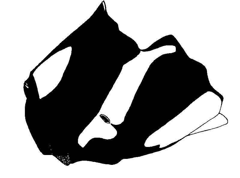 couplet drawing