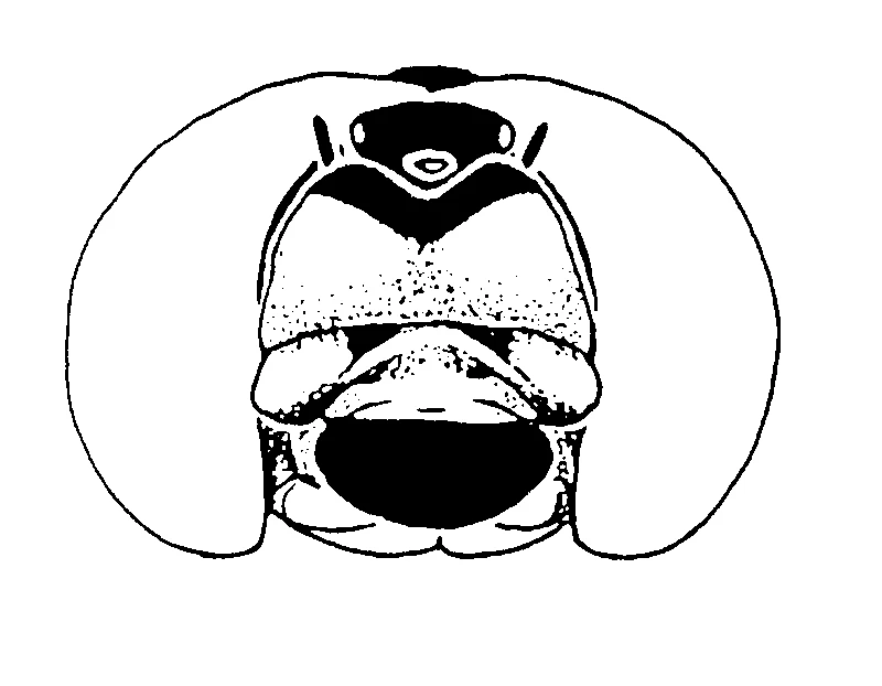 couplet drawing