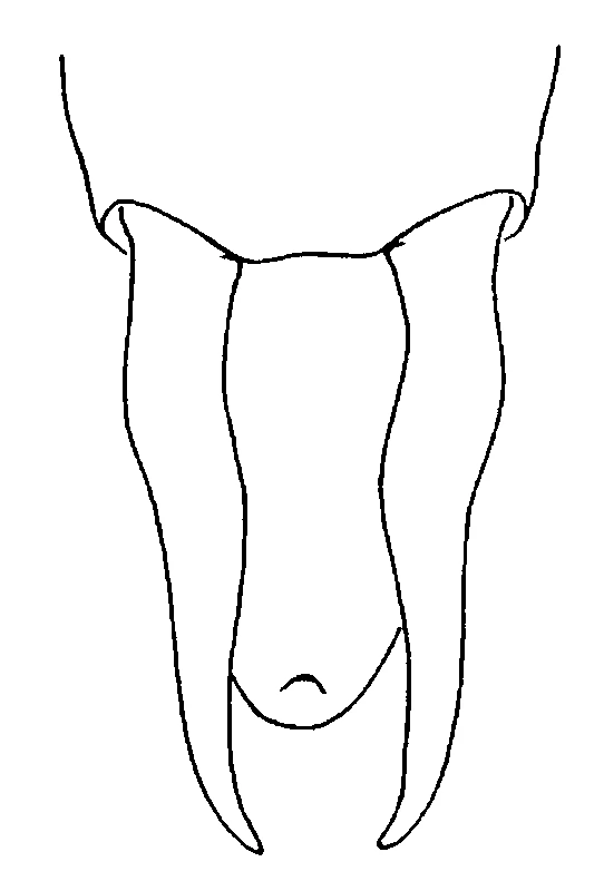 couplet drawing