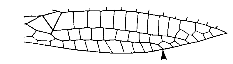 couplet drawing