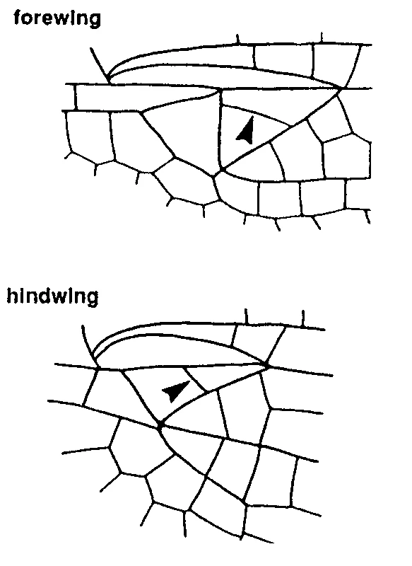 couplet drawing