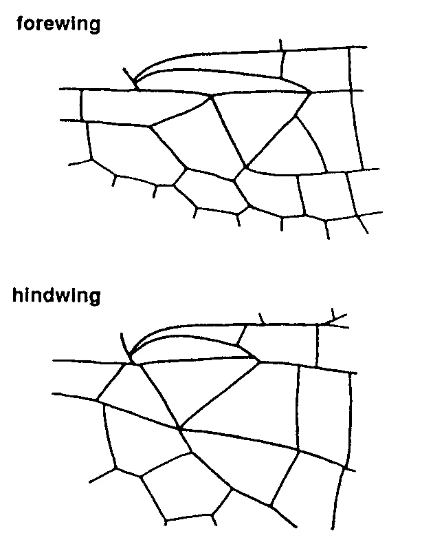 couplet drawing
