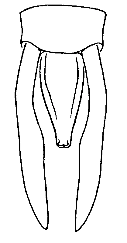 couplet drawing