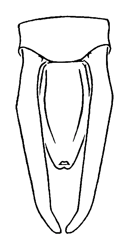 couplet drawing