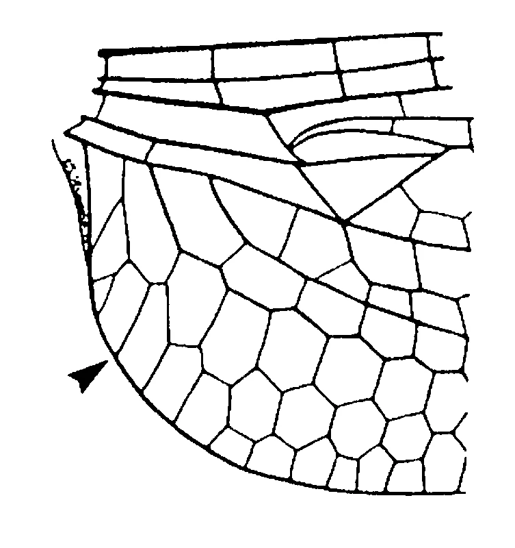 couplet drawing