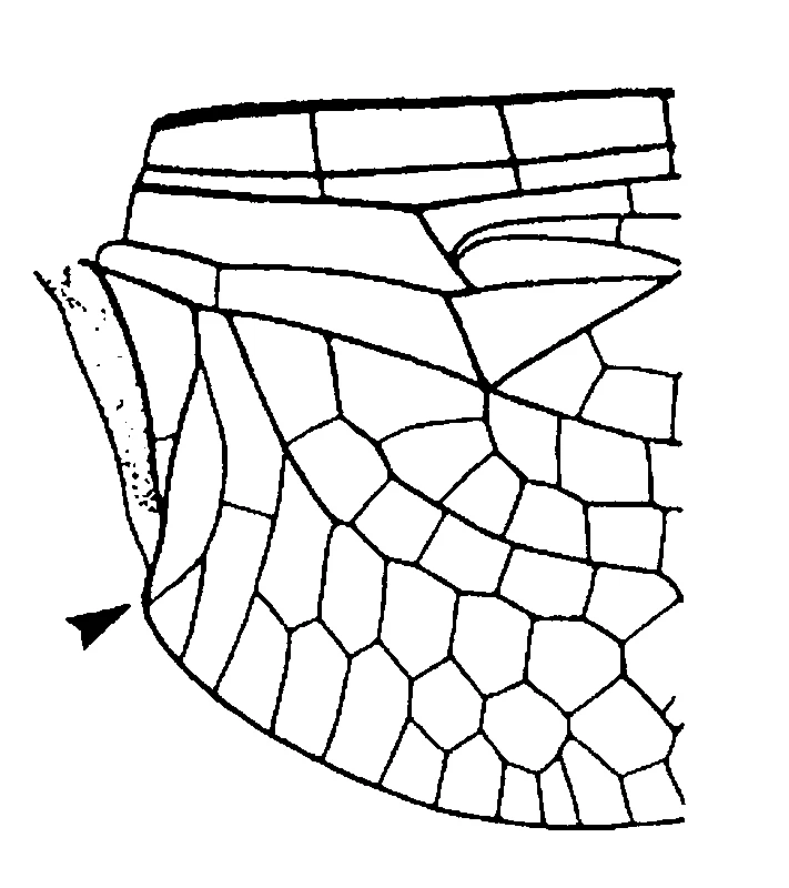 couplet drawing
