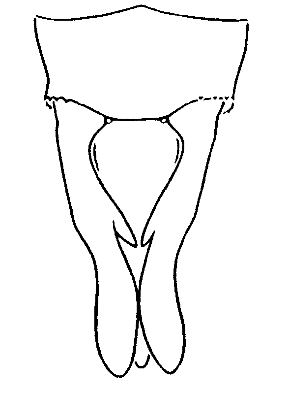 couplet drawing