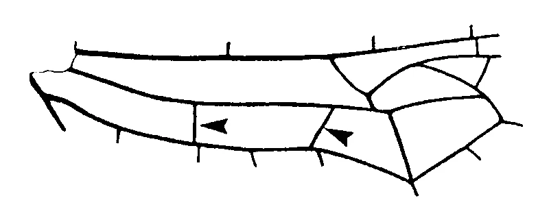 couplet drawing
