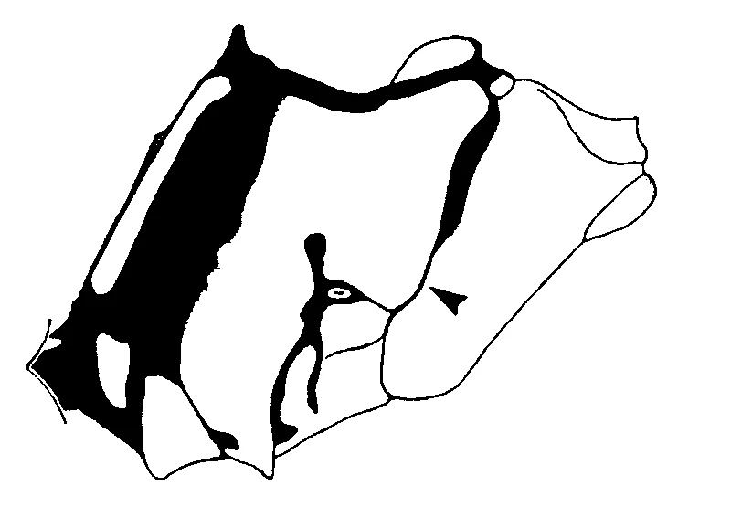 couplet drawing
