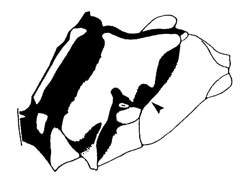 couplet drawing