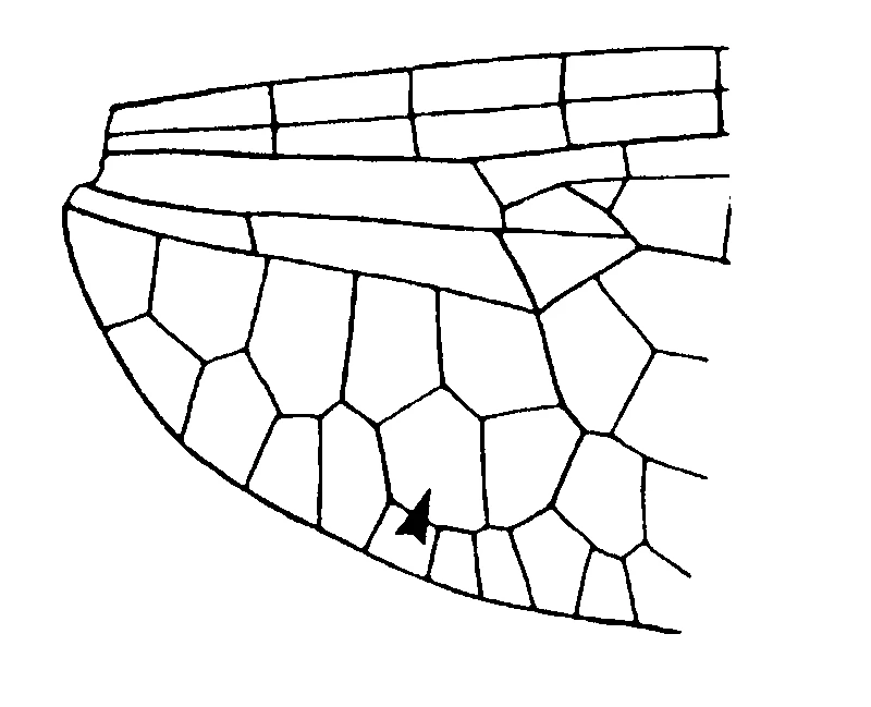 couplet drawing