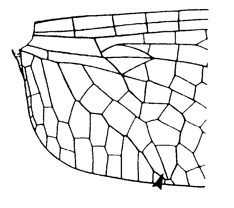 couplet drawing