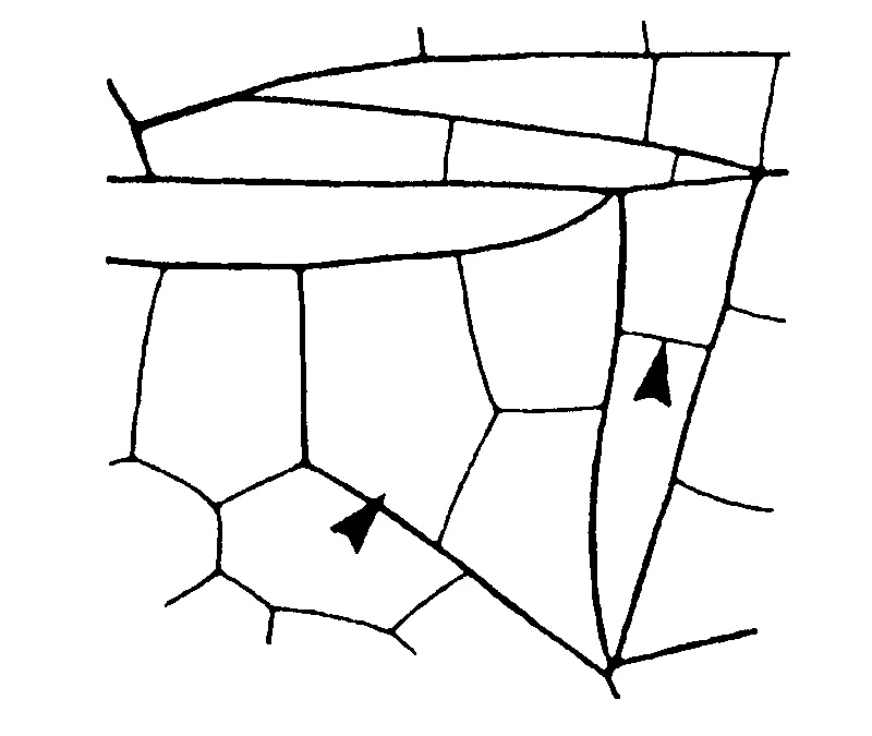 couplet drawing