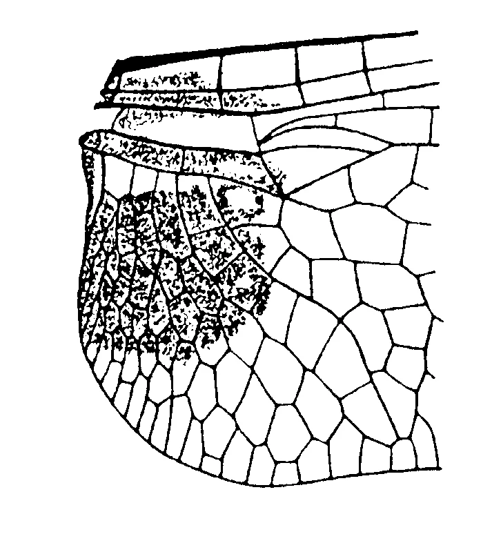 couplet drawing