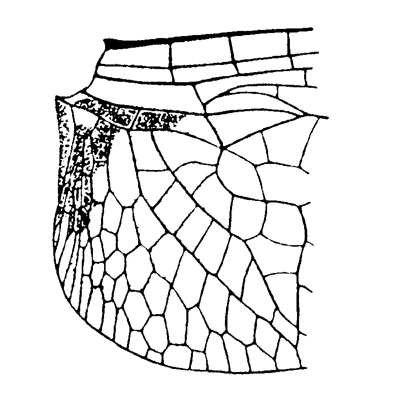 couplet drawing