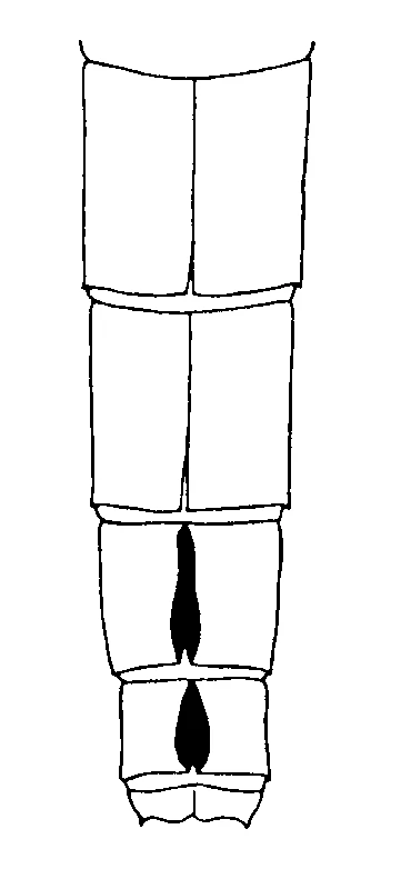 couplet drawing