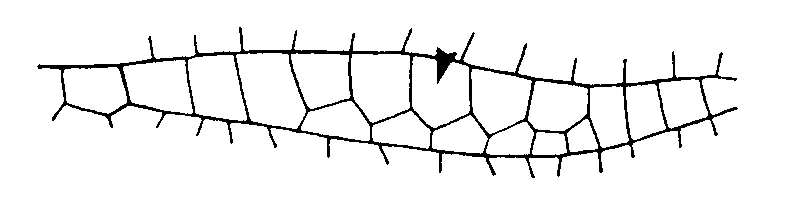 couplet drawing