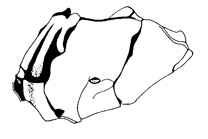 couplet drawing