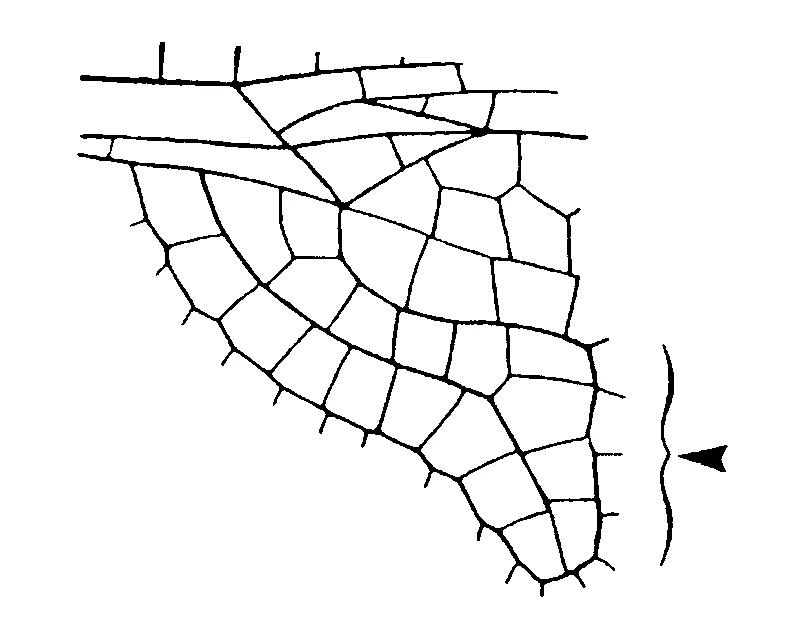 couplet drawing