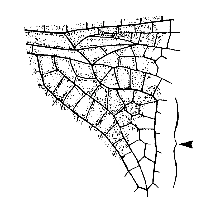 couplet drawing