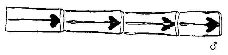couplet drawing