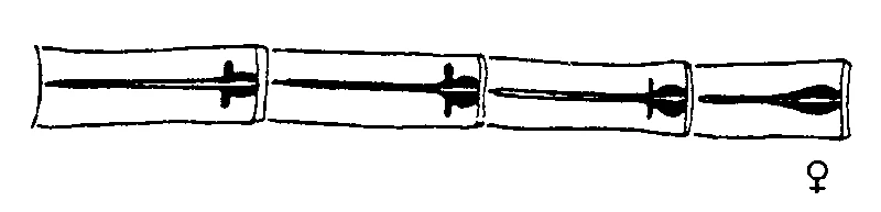 couplet drawing