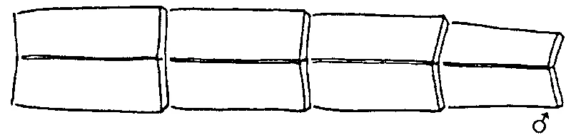 couplet drawing