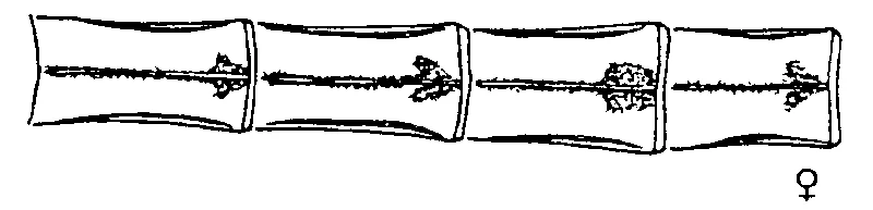couplet drawing