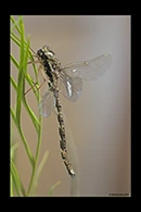 PhotoID: AusDr341. Acanthaeschna victoria - male