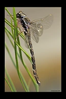 PhotoID: AusDr342. Acanthaeschna victoria - male