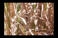 PhotoID: AusDr037. Adversaeschna brevistyla - female
