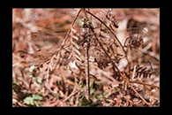 PhotoID: AusDr166. Adversaeschna brevistyla - female
