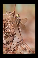 PhotoID: AusDr167. Adversaeschna brevistyla - female