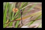 PhotoID: AusDr169. Adversaeschna brevistyla - male